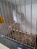 Forpussen, Dieren en Toebehoren