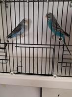 Black wing te koop, Dieren en Toebehoren, Meerdere dieren, Parkiet, Geringd