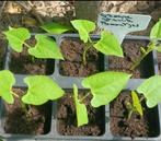 Groenten en fruit plantjes boontjes watermeloen cavaillon, Tuin en Terras, Planten | Tuinplanten, Ophalen