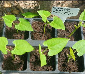 Groenten en fruit plantjes boontjes watermeloen cavaillon, Tuin en Terras, Ophalen