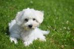 Bichon frisé maltezer  pups, 15 weken tot 1 jaar, Overige rassen, Buitenland, CDV (hondenziekte)