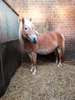 Drachtige Haflinger merrie., Animaux & Accessoires, Chevaux, 11 ans ou plus, Débourré, Moins de 160 cm, Avec pedigree