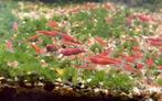 Red Neocaridina jong halfwas 1 cm, Kreeft, Krab of Garnaal, Zoetwatervis, Schoolvis