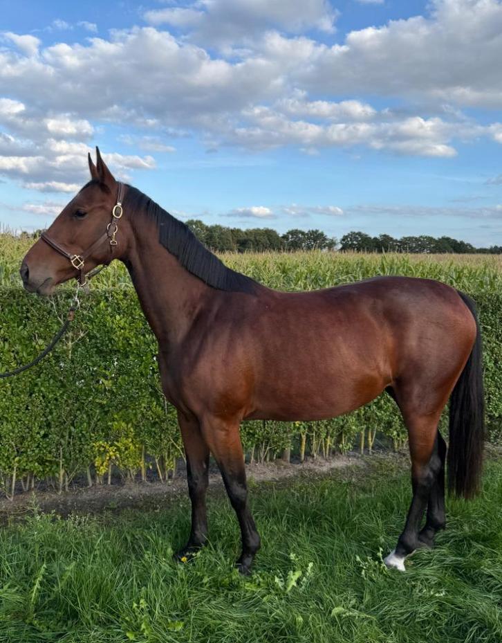 Super brave 3 jarige springmerrie, Dieren en Toebehoren, Paarden, Merrie, Zadelmak, 165 tot 170 cm, 3 tot 6 jaar, Springpaard