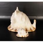 Helmet Shell 61 cm - schelp polyester resin, Verzamelen, Dierenverzamelingen, Nieuw, Ophalen of Verzenden
