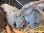 Vlaamse x Duitse reus, Dieren en Toebehoren, Konijnen, Groot