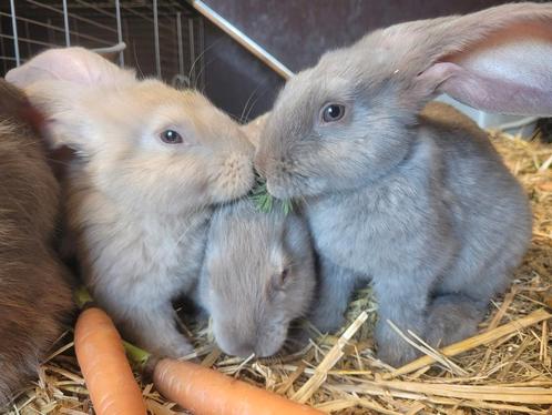 Vlaamse x Duitse reus, Dieren en Toebehoren, Konijnen, Groot