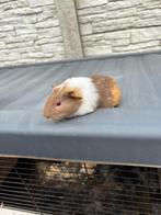 Lilac beertje, Dieren en Toebehoren, Augustus, Mannelijk, Cavia
