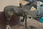 Paardenscheer-service – Professioneel & Zorgzaam, Ophalen of Verzenden