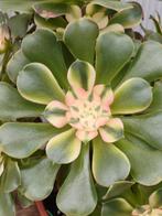 Aeonium princess variegated, Enlèvement ou Envoi