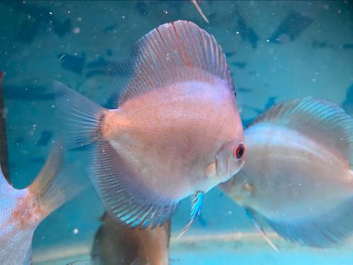 Verschillende soorten jonge discusvissen, Dieren en Toebehoren, Vissen | Aquariumvissen, Zoetwatervis, Vis, Schoolvis