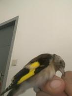Putters, Dieren en Toebehoren, Mannelijk, Wildzangvogel, Tam