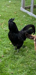 Ayam cemani, Dieren en Toebehoren, Mannelijk, Kip