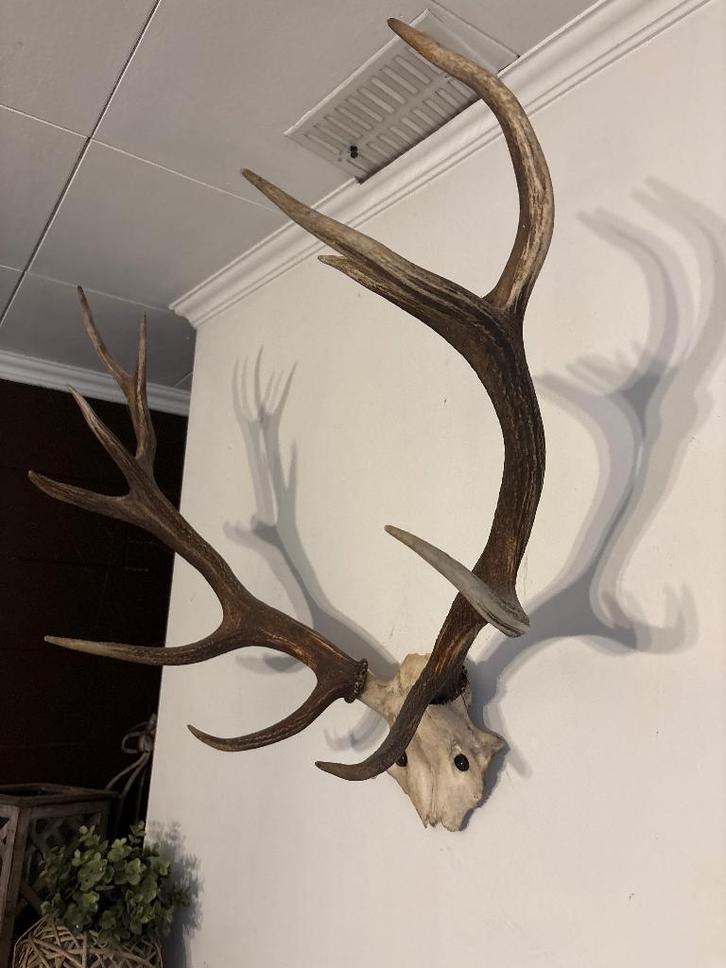 Hertengewei, Verzamelen, Dierenverzamelingen, Zo goed als nieuw, Schedel, Hert, Ophalen