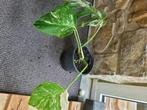 Monstera bonte albo-plant, Huis en Inrichting, Kamerplanten, Ophalen, Halfschaduw, In pot, Minder dan 100 cm