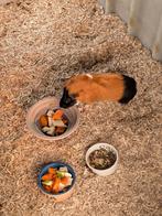 Gratis cavia beertje., Dieren en Toebehoren