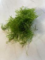 Java mos Aquariumplant, Ophalen, Zo goed als nieuw, Plant(en), Steen of Hout