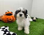 Mal-Shi pups ( Maltezer x Shih Tzu), Dieren en Toebehoren, Honden | Chihuahua's en Gezelschapshonden, België, Overige rassen, 8 tot 15 weken