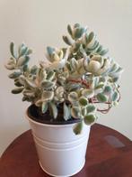 cotyledon tomentosa variegata (berenpoot), Ophalen