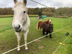 Shetlander gezocht !, Dieren en Toebehoren, 7 tot 10 jaar