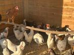 Ruime keuze legkippen heel het weekend, Dieren en Toebehoren