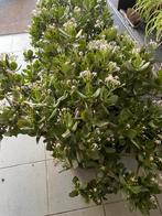 2 planten, Maison & Meubles, Plantes d'intérieur, Plante succulente, Plante à fleurs, Moins de 100 cm, Enlèvement