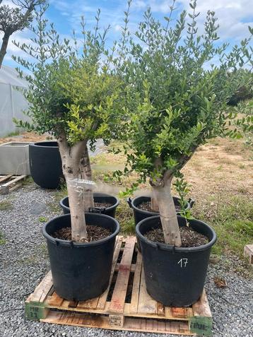 LOT 17 - lot van 4 olijfbomen beschikbaar voor biedingen