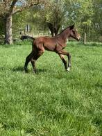 Grote diamand de semilly fokmerrie, Dieren en Toebehoren, Paarden, Merrie