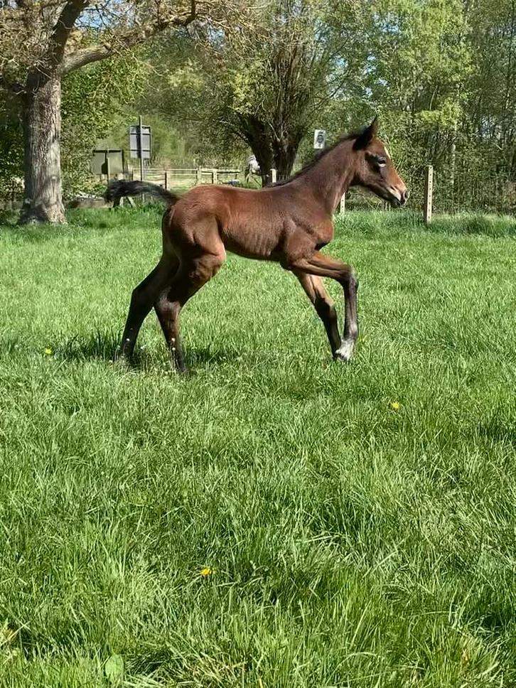 Grote diamand de semilly fokmerrie, Dieren en Toebehoren, Paarden, Merrie