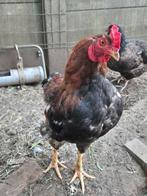 Jonge haan, Dieren en Toebehoren, Mannelijk, Kip