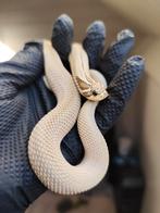 Heterodon nasicus - neige chaude de la superconda arctique, Serpent, Domestique, 0 à 2 ans