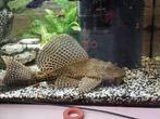 Mooie Plecostomus van 20 cm zoekt een nieuw thuis, Dieren en Toebehoren, Vis, Zoetwatervis