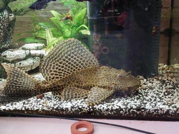 Mooie Plecostomus van 25 cm zoekt een nieuw thuis beschikbaar voor biedingen
