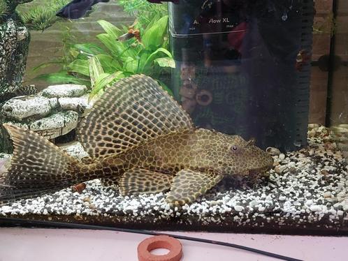 Mooie Plecostomus van 20 cm zoekt een nieuw thuis, Dieren en Toebehoren, Vissen | Aquariumvissen, Zoetwatervis, Vis