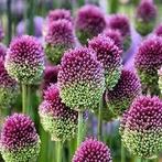 Allium Sphaerocephalon, Jardin & Terrasse, Plantes | Jardin, Enlèvement