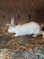 Vleeskonijn, Dieren en Toebehoren, Konijnen