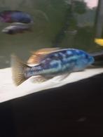 Cichlidès Malawi mâle nimbochromis fuscotaeniatus