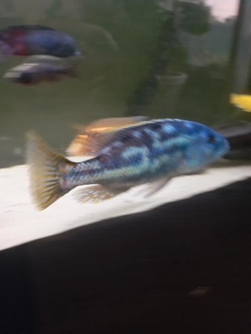 Cichlidès Malawi mâle nimbochromis fuscotaeniatus, Dieren en Toebehoren, Vissen | Aquariumvissen