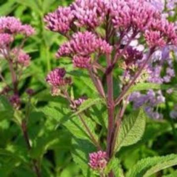 Eupatorium Atropurpureum beschikbaar voor biedingen