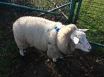 BOKLAM Swifter van half februari uit 3-lingworp ., Dieren en Toebehoren, Schapen, Geiten en Varkens, Mannelijk, Schaap, 0 tot 2 jaar