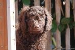 Prachtige Labradoodle pups (medium formaat), Dieren en Toebehoren, België, Overige rassen, CDV (hondenziekte), 8 tot 15 weken
