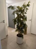 Plante artificielle 185 cm, Comme neuf
