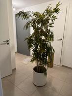 Plante artificielle 185 cm - pot sur roulettes, Comme neuf