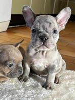 franse bulldog pups,reutjes, Dieren en Toebehoren, België, Reu, 8 tot 15 weken, CDV (hondenziekte)