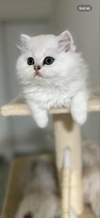 Britse langhaar kittens, met stamboom, Dieren en Toebehoren, Katten en Kittens | Raskatten | Langhaar, Kater, Gechipt, 0 tot 2 jaar