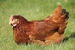 Poules pondeuses prêtes à pondre - 0472-51.09.71 - A 21h, Poule ou poulet