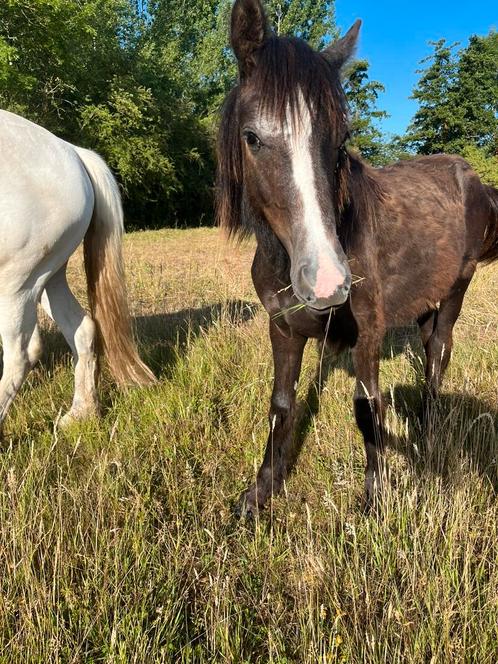 Lief jaarling hengstje, Dieren en Toebehoren, Paarden, Hengst, Onbeleerd, Minder dan 160 cm, 0 tot 2 jaar, Recreatiepaard, Gechipt