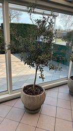 Olijfbomen met pot, Tuin en Terras, Ophalen