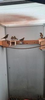 Zanglijster 2025, Dieren en Toebehoren, Vogels | Overige Vogels
