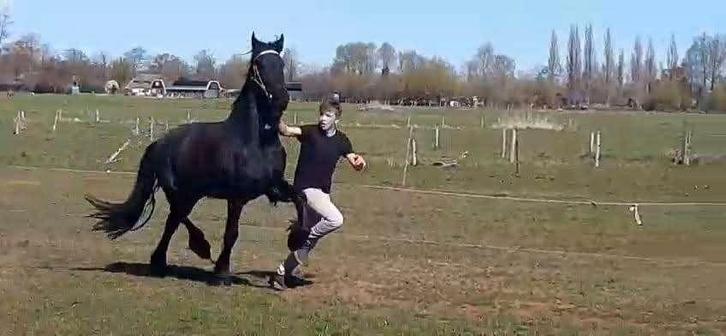 Drachtige friese merrie 4 jaar, Animaux & Accessoires, Chevaux, Jument, Non dressé, 160 à 165 cm, 3 à 6 ans, Cheval de dressage